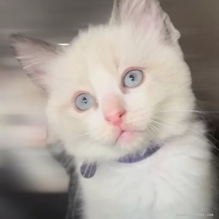 ID:2405-03224の子猫