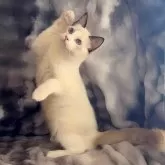 ラグドール【鹿児島県・男の子・2025年6月22日・シールポイントバイカラー】の写真9