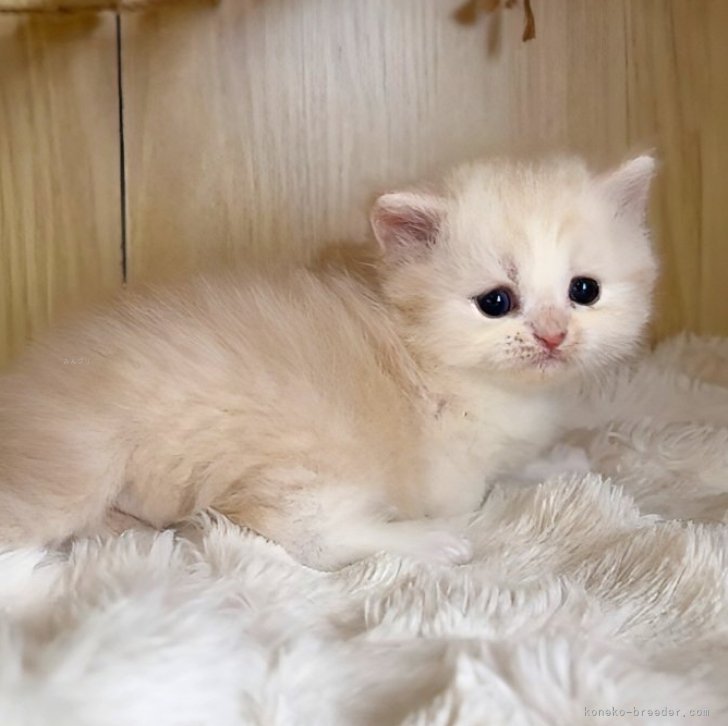 ブリーダー画像