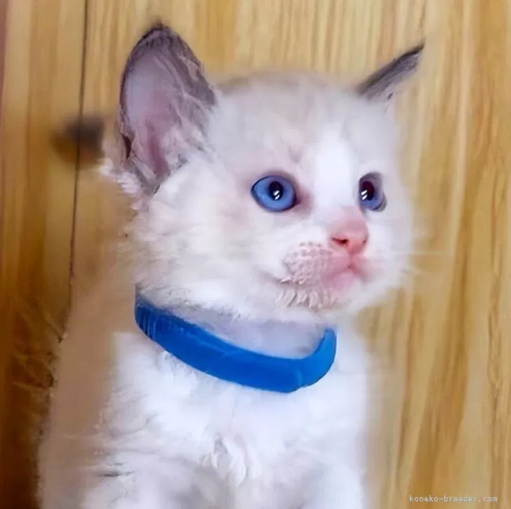 ラグドール【鹿児島県・男の子・2025年10月3日・ブルーポイントバイ