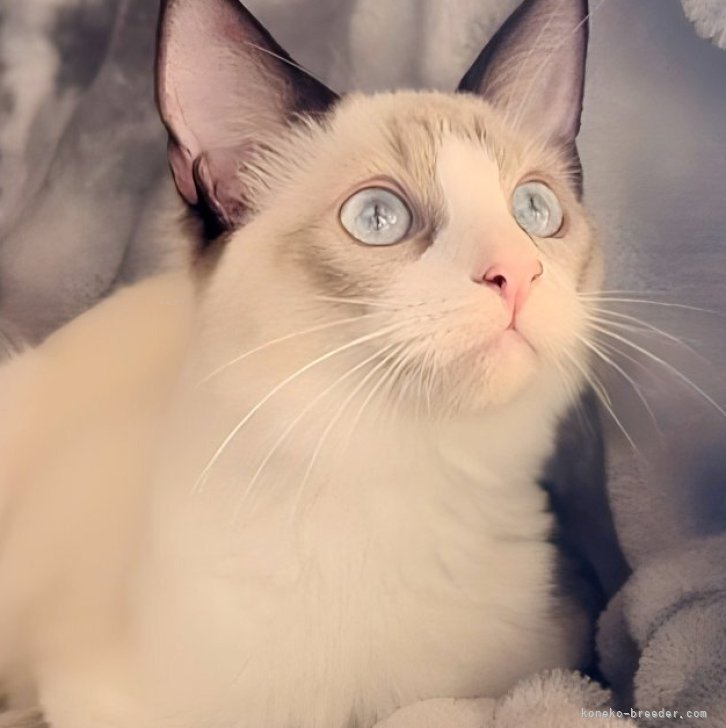 ブリーダー画像