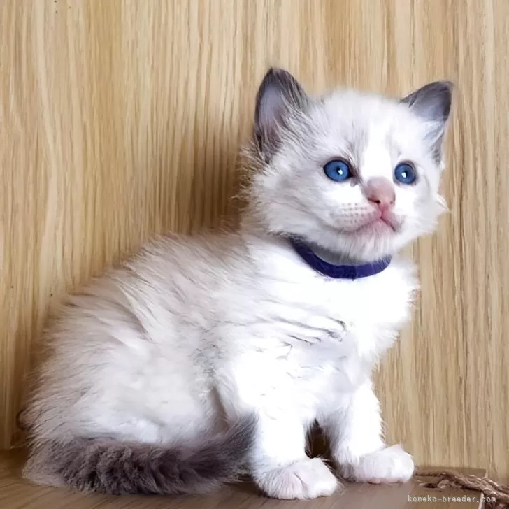ラグドール【鹿児島県・男の子・2025年10月3日・ブルーポイントバイカラー】の写真1