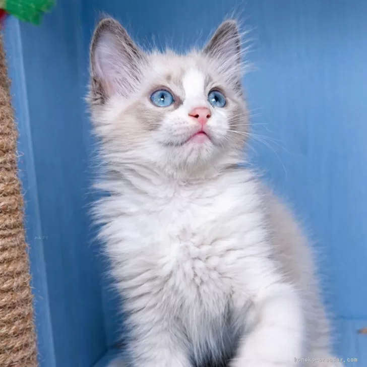 ID：2604-01388の子猫