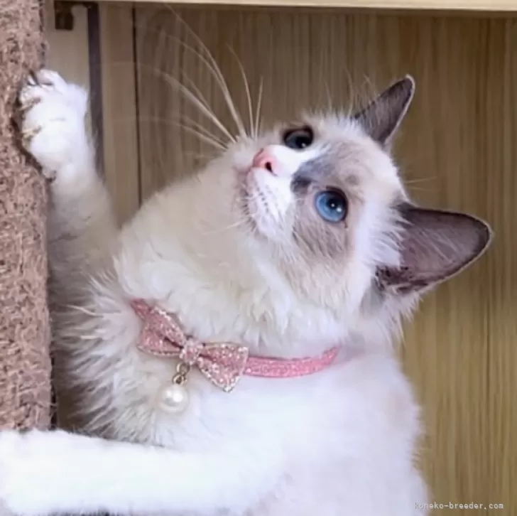 ID：2512-00813の子猫