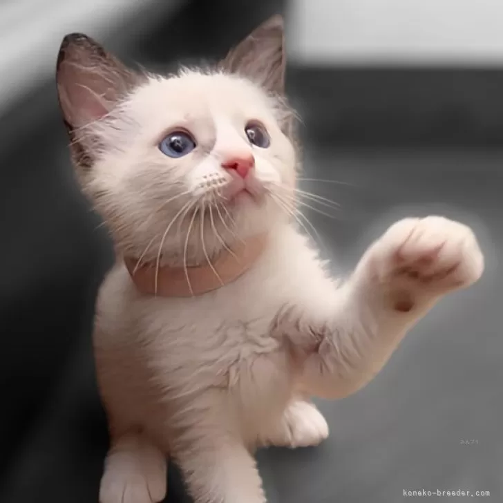 ID：2507-01792の子猫