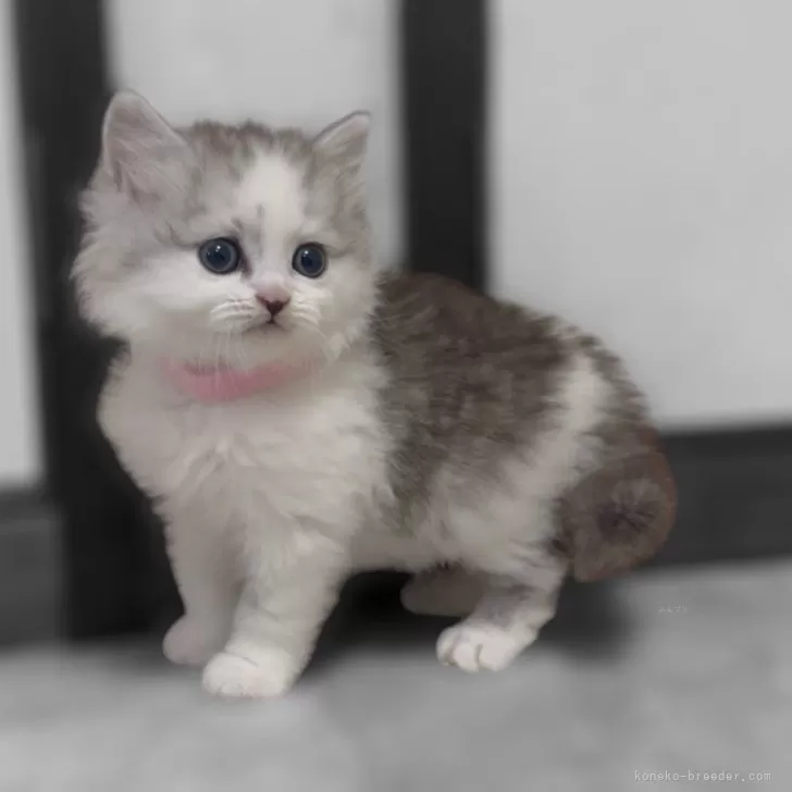 ID：2504-01471の子猫