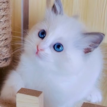 ラグドール【鹿児島県・女の子・2025年10月18日・ブルーポイントバイカラー（ロング）】の写真「12/12📷最新更新💎綿毛の様なフワフワ美人」