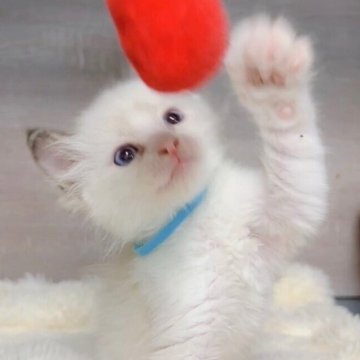 ラグドール【鹿児島県・男の子・2025年10月3日・ブルーポイントバイカラー（ロング）】の写真「ぐんぐん成長中🫰🏻💗11/12⚖️ 620g」