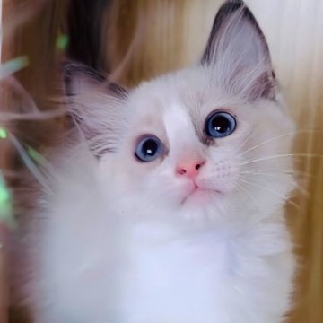 ラグドール【鹿児島県・男の子・2025年10月3日・ブルーポイントバイカラー（ロング）】の写真「💙12/07📷 カード決済手数料無し🐱✨💞」
