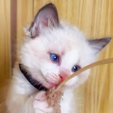 ラグドール【鹿児島県・男の子・2025年10月3日・ブルーポイントバイカラー（ロング）】の写真「上質ふわふわのラグドールBoy💙11/17📷」