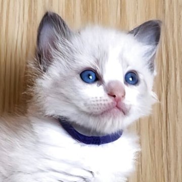 ラグドール【鹿児島県・男の子・2025年10月3日・ブルーポイントバイカラー（ロング）】の写真「オーナーさま決まりました😌🤍」