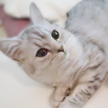 ミヌエット(長足)【鹿児島県・女の子・2025年6月1日・シルバータビー（ロング）】の写真「人慣れバツグン🩷かなりの甘えん坊😊クレカOk」