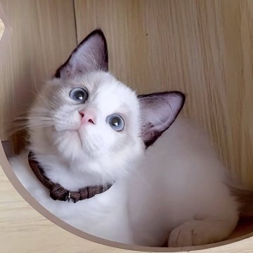 ラグドール【鹿児島県・男の子・2025年6月22日・シールポイントバイカラー】の写真「オーナーさま決まりました🐱💞」