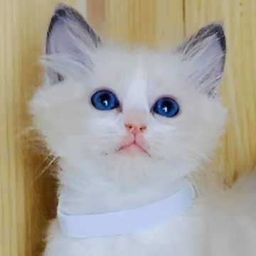 ラグドール【鹿児島県・女の子・2025年10月18日・ブルーポイントバイカラー（ロング）】の写真「深いサファイアブルーアイ👧美人さん💎✨」