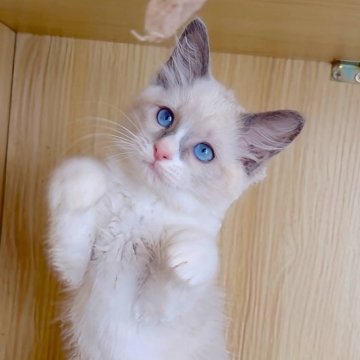ラグドール【鹿児島県・女の子・2025年9月28日・ブルーポイントバイカラー（ロング）】の写真「美しいブルーアイ👧女の子です🥰🩷」