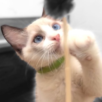 ラグドール【鹿児島県・男の子・2025年5月31日・シールポイントバイカラー】の写真「8/4 最新お写真動画UP🥰✨」