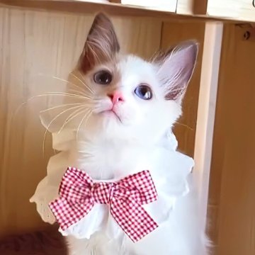ラグドール【鹿児島県・女の子・2025年6月22日・ブルーポイントバイカラー】の写真「兄妹で唯一のブルーの女の子です😌💕」
