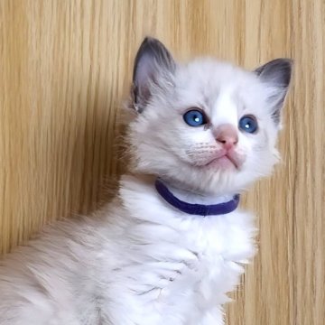 ラグドール【鹿児島県・男の子・2025年10月3日・ブルーポイントバイカラー（ロング）】の写真「男の子５兄弟です👦煌めく💎なおめめ🩵」