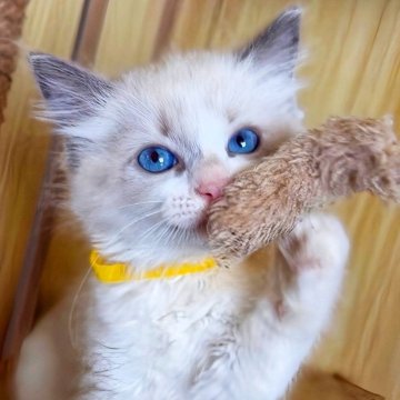 ラグドール【鹿児島県・女の子・2025年9月28日・ブルーポイントバイカラー（ロング）】の写真「一番大きな女の子💎900g到達👍🤍」