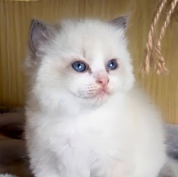 ラグドール【鹿児島県・女の子・2025年9月28日・ブルーポイントバイカラー(ロング)】の写真「💎ふわっふわな被毛に宝石のような美しい瞳💎」