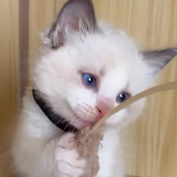 ラグドール【鹿児島県・男の子・2025年10月3日・ブルーポイントバイカラー（ロング）】の写真「11/17撮影🫰🏻💗体重⚖️ 780g」