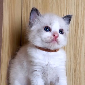 ラグドール【鹿児島県・男の子・2025年10月3日・ブルーポイントバイカラー（ロング）】の写真「男の子５兄弟です👦プレゼントたくさん🐣💗」