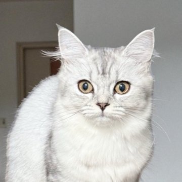 ミヌエット(長足)【鹿児島県・女の子・2025年6月1日・シルバータビー（ロング）】の写真「人慣れバツグン🩷かなりの甘えん坊😊クレカOk」