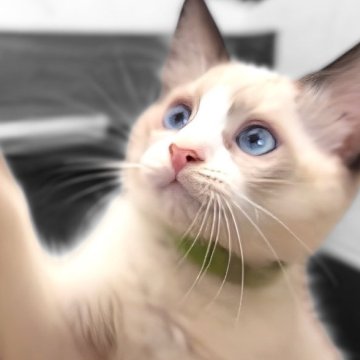 ラグドール【鹿児島県・男の子・2025年5月31日・シールポイントバイカラー】の写真「8/4 最新お写真動画UP🥰✨🩷✨」