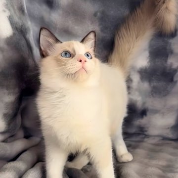 ラグドール【鹿児島県・男の子・2025年6月22日・シールポイントバイカラー(ロング)】の写真「📷✨10/29撮影💞煌めくブルーアイ」