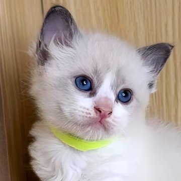 ラグドール【鹿児島県・男の子・2025年10月3日・ブルーポイントバイカラー（ロング）】の写真「ぐんぐん成長中🐼🖤11/12⚖️ 600g」