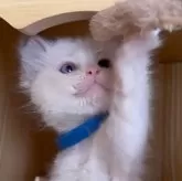 ラグドール【鹿児島県・男の子・2025年10月3日・ブルーポイントバイカラー】の写真1