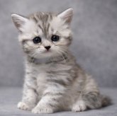 ミヌエット(長足)