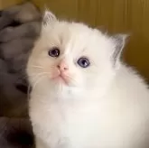 ラグドール【鹿児島県・女の子・2025年9月28日・ブルーポイントバイカラー】の写真1