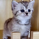 ミヌエット(長足)