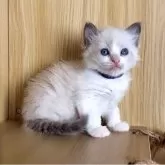 ラグドール【鹿児島県・男の子・2025年10月3日・ブルーポイントバイカラー】の写真2