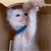 ラグドール【鹿児島県・男の子・2025年10月3日・ブルーポイントバイカラー】の写真10