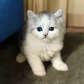 ミヌエット(長足)【鹿児島県・女の子・2025年3月8日・シルバータビー&ホワイト】の写真3