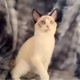 ラグドール【鹿児島県・男の子・2025年5月31日・シールリンクスポイントバイカラー】の写真3