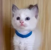 ラグドール【鹿児島県・男の子・2025年10月3日・ブルーポイントバイカラー】の写真3