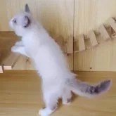 ラグドール【鹿児島県・女の子・2025年9月28日・ブルーポイントバイカラー】の写真4