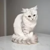 ミヌエット(長足)【鹿児島県・女の子・2025年6月1日・シルバータビー】の写真4