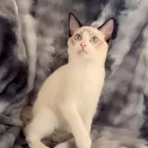 ラグドール【鹿児島県・男の子・2025年5月31日・シールリンクスポイントバイカラー】の写真4