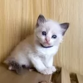 ラグドール【鹿児島県・男の子・2025年10月3日・ブルーポイントバイカラー】の写真5