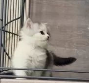 ミヌエット(長足)【鹿児島県・女の子・2025年3月8日・シルバータビー&ホワイト】の写真6