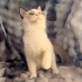 ラグドール【鹿児島県・男の子・2025年6月22日・シールポイントバイカラー】の写真5