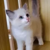 ラグドール【鹿児島県・女の子・2025年9月28日・ブルーポイントバイカラー】の写真7