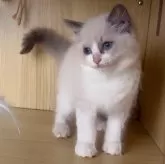 ラグドール【鹿児島県・女の子・2025年9月28日・ブルーポイントバイカラー】の写真8