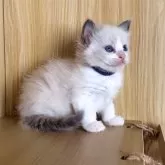 ラグドール【鹿児島県・男の子・2025年10月3日・ブルーポイントバイカラー】の写真9