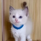 ラグドール【鹿児島県・男の子・2025年10月3日・ブルーポイントバイカラー】の写真8