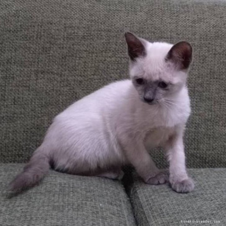 ブリーダー画像